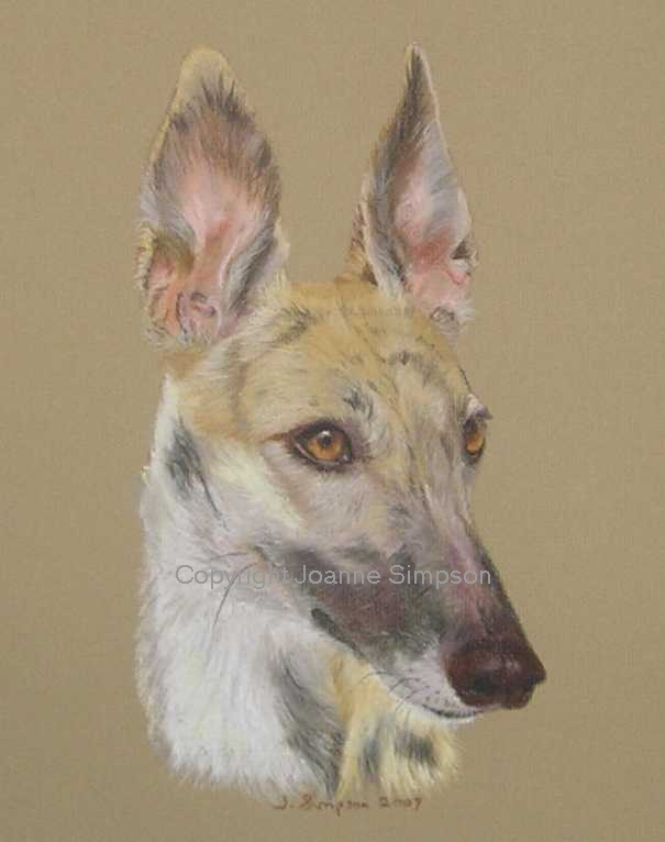 Greyhound pet portrait by Joanne Simpson.